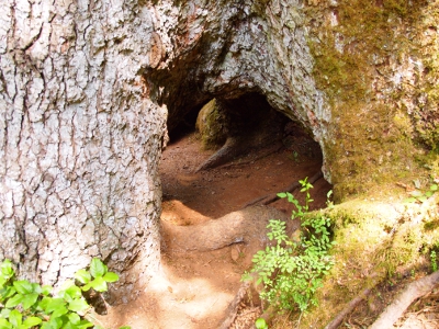 [Hollow section under the tree where a 'nursemaid' tree once sat under the tree. Several people could easily sit in this opening at the base of the tree.]